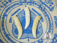 Tiger tooth amulet carved in bone - Wat Bang Phra (Temple of the Most Venerable LP Pern) # 13
