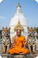 Amulette tigre Phaya Suear Non Kin - Très Vénérable Luang Phor Djua Piyasillo du Wat Klang Bang Keow # 845 Magic of the Buddha