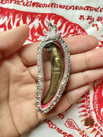 Dent de Tigre Kiew Seuar – Amulette de Puissance et de Protection # 736